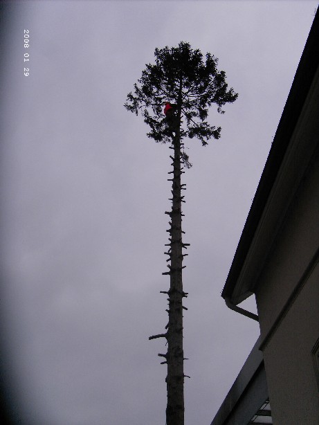 Baum Dammaschke 4.JPG